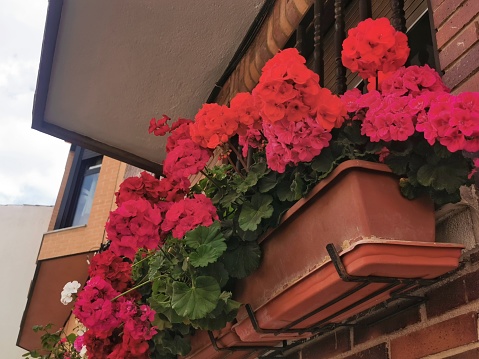 Red geraniums in pot decorating balcony