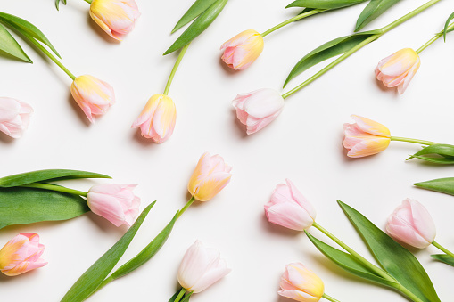 Light pink and yellow blooming tulips flowers minimal floral pattern over white background. Spring holiday banner, happy easter, mothers day concept. Flat lay, top view, copy space.