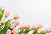 Light pink and yellow blooming tulips flowers row over white background. Spring holiday banner, frame, border, happy easter card, mothers day, international womans day. Flat lay, top view, copy space