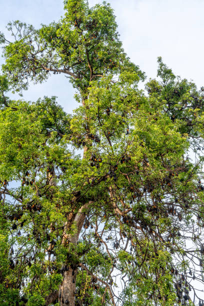 un albero pieno di centinaia di pipistrelli - turismo di eco foto e immagini stock