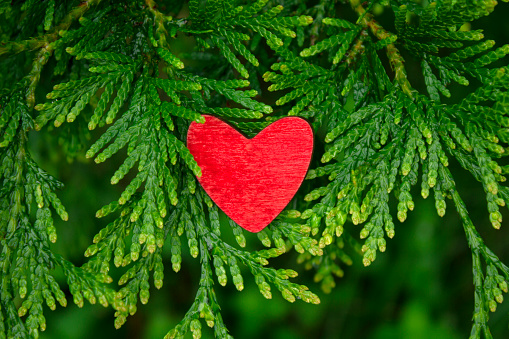 Red wooden heart on a beautiful fresh greenery tree branch