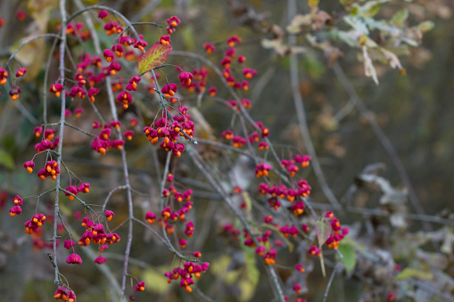 Autumn tree with wild red berries and colorful leaves. Selective focus cool background