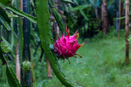 Dragon Fruit Plantation in Bangladesh.A pitaya or pitahaya is the fruit Grows in the tropics