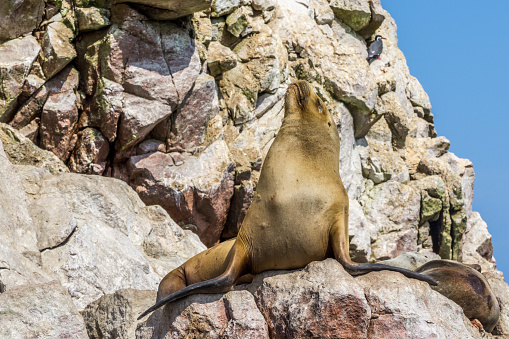 A seal at the Reserva Nacional Islas Ballestas enjoying the sunlight.