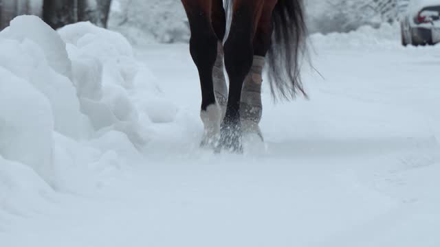 CLOSE UP, DOF: Beautiful wild horse walking through white snowy blanket. Strong, powerful dark bay gelding stepping into soft cold snow.