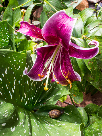 Oriental lilies, also sometimes referred to as stargazer lilies are hybrid lilies from Japan cultivated for their large showy flowers