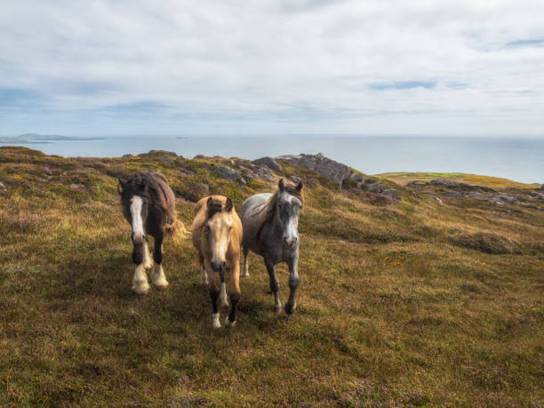 Horses in Cork county near Baltimore Ireland