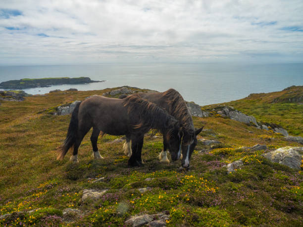 istock Horses in Cork county near Baltimore Ireland 1972879595