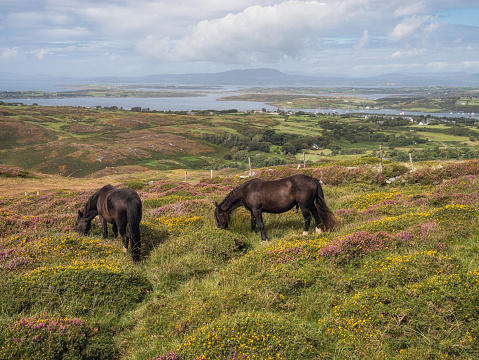Horses in Cork county near Baltimore Ireland