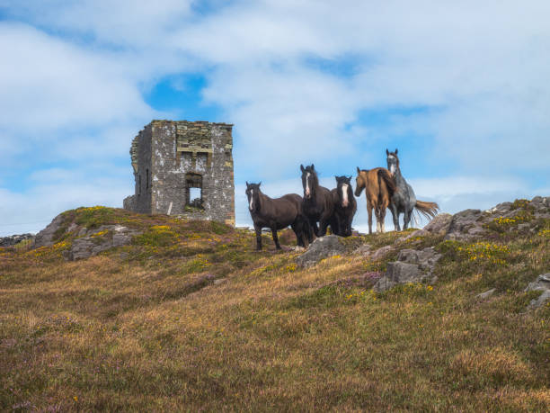 Abandoned house in the southern part of Connemara National park in Ireland. Stone wall in foreground. Next to the house is an abandoned shed