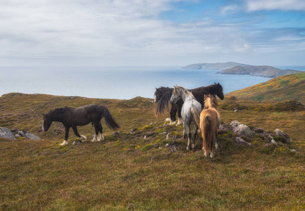 Un cheval blanc et brun dans un pré dans le comté du Donegal, en Irlande
