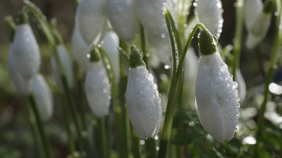 Close-up of snowdrop flowers . Shot in Canon Hill Park, Birmingham.