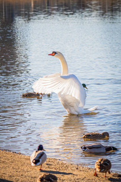 istock Vertical of a swan surrounded by ducks flapping its wings in a lake 1972892938