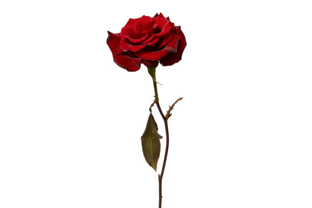 istock Beautiful red rose isolated on white background. 1972897145