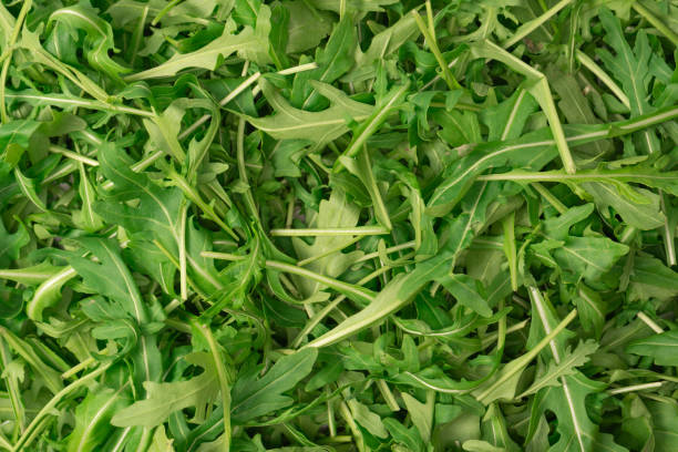 istock Fresh leaves of arugula as a background. 1972897147