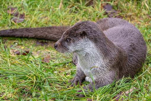 European otter in the nature park of Lelystad