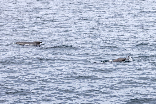 A pair of long-finned pilot whales emerge side by side, their dark silhouettes contrasting with the textured grays of the ocean at Andenes, Lofoten Islands.