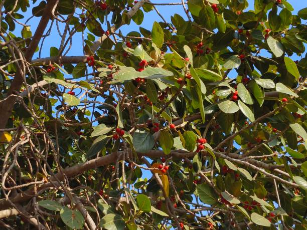 istock Ficus benghlensis tree with fruits 1972905053