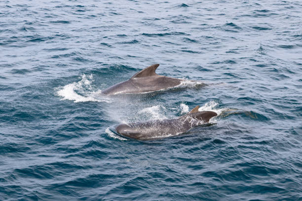 istock Two pilot whales (Globicephala melas) elegantly navigate the textured surface of the Norwegian Sea, their smooth backs contrasting with the intricate patterns of the waves 1972905563