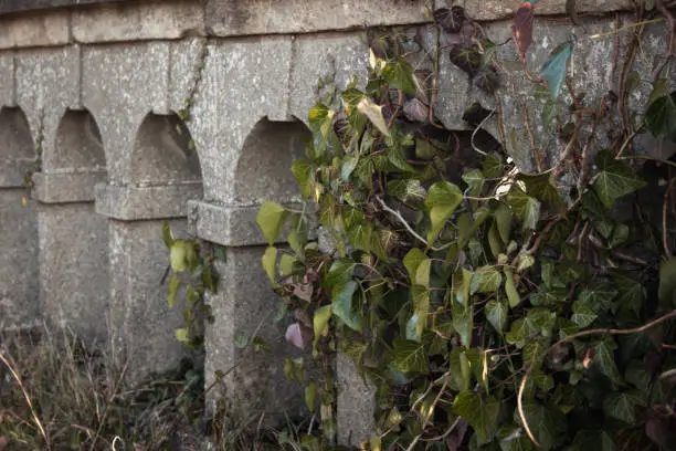 Ivy grows on the columns of a weathered stone balustrade in Crystal Palace Park