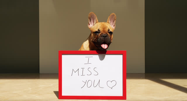 Puppy sits with 'I Miss You' sign, panting and looking directly at the camera