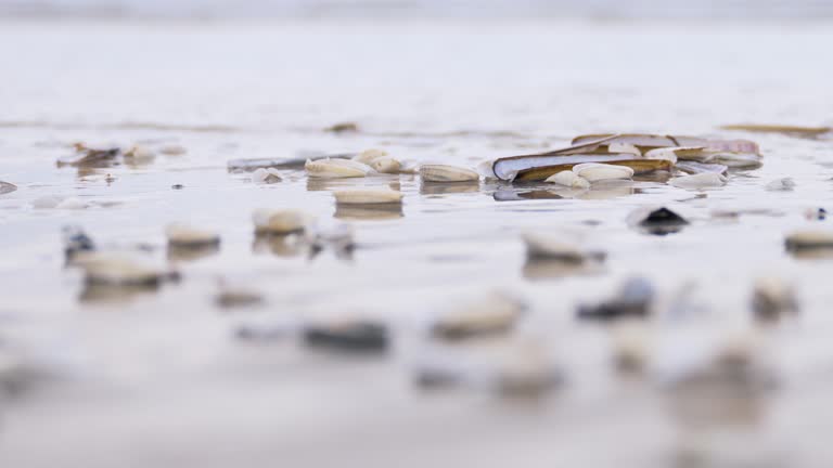 Seashell on sea shore