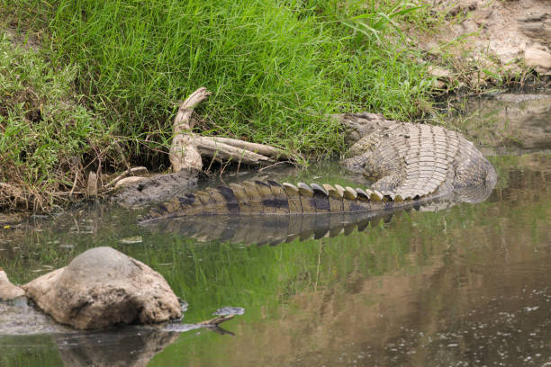 istock big crocodile in a river in Maasai Mara NP 1972922365