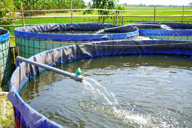 raising and cultivating fish by using fish ponds made of round or circular tarpaulins that can maximize fish production with a narrow and limited production area in pati, central java, indonesia, asia - fish farm fish circle swimming zdjęcia i obrazy z banku zdjęć