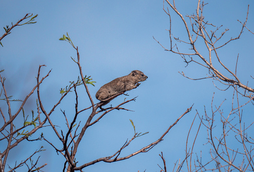 The rock hyrax (Procavia capensis), also called dassie, doop, Cape hyrax, rock rabbit,