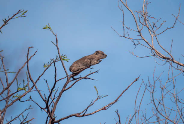The rock hyrax (Procavia capensis), also called dassie, doop, Cape hyrax, rock rabbit, The rock hyrax (Procavia capensis), also called dassie, doop, Cape hyrax, rock rabbit, tree hyrax stock pictures, royalty-free photos & images