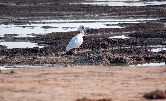 The African spoonbill (Platalea alba) is a long-legged wading bird of the ibis and spoonbill family Threskiornithidae.