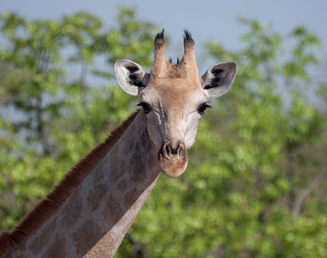 The giraffe (Giraffidae) is a large African hoofed mammal belonging to the genus Giraffa. It is the tallest living terrestrial animal and the largest ruminant on Earth. For drinking it needs to spread their long legs