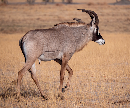 The gemsbok or South African oryx (Oryx gazella)