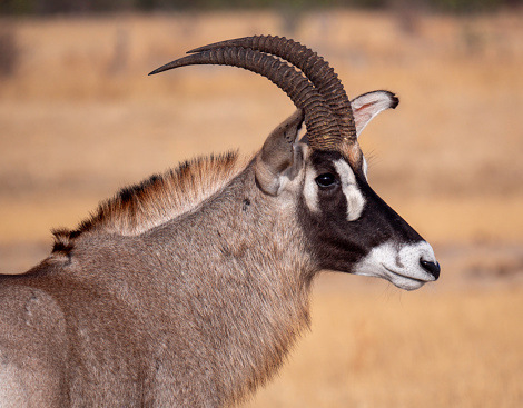 The gemsbok or South African oryx (Oryx gazella)