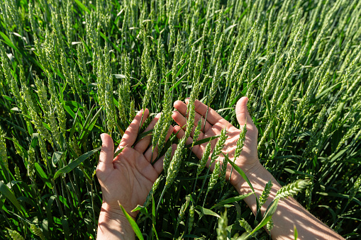 Close-up of hand touching wheat on field . High quality photo