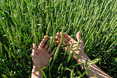 Close-up of hand touching wheat on field .