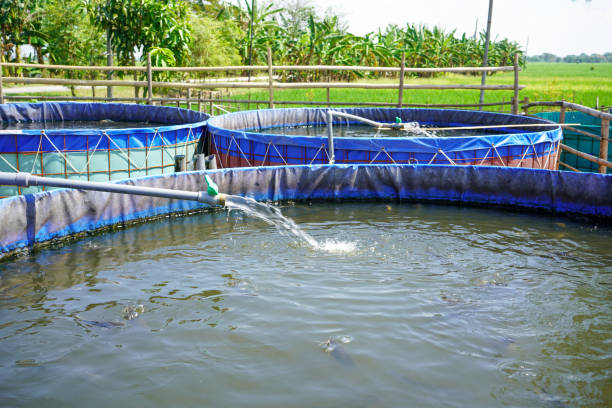 raising and cultivating fish by using fish ponds made of round or circular tarpaulins that can maximize fish production with a narrow and limited production area in pati, central java, indonesia, asia - fish farm fish circle swimming zdjęcia i obrazy z banku zdjęć