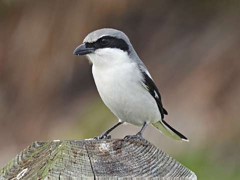 Loggerhead Shrike - profile