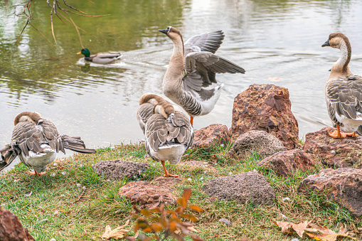 Ducks by the lake