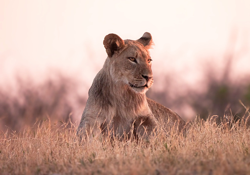 Close-up of a resting wild male African lion (Panthera leo).\n \nTaken on the Serengeti Plains, Masai Mara National Reserve, Kenya, Africa