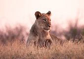 Lion (Leo Panthera)
