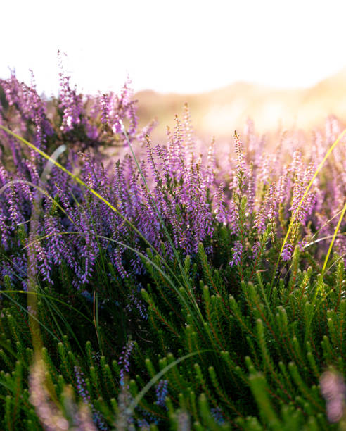 istock Colorful heather at sunset 1972985827