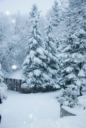 park in snow , Vanadzor botanical garden , Armenia