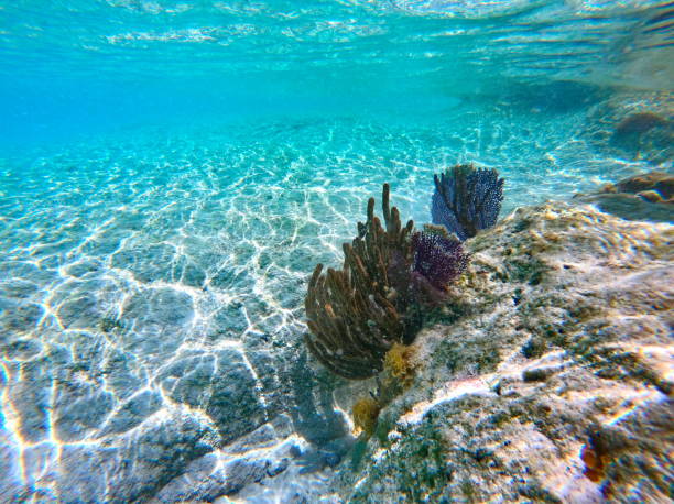 tropical paradise on the bermuda islands - 12042 fotografías e imágenes de stock