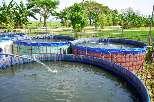 raising and cultivating fish by using fish ponds made of round or circular tarpaulins that can maximize fish production with a narrow and limited production area in pati, central java, indonesia, asia - fish farm fish circle swimming zdjęcia i obrazy z banku zdjęć