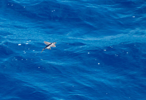 istock Magnificent tiny flying fish  jumping from the water and flying swiftly over the water surface for quite long distances. 1973002308