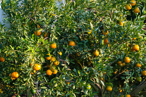 Fresh oranges on the orange tree,orange farm