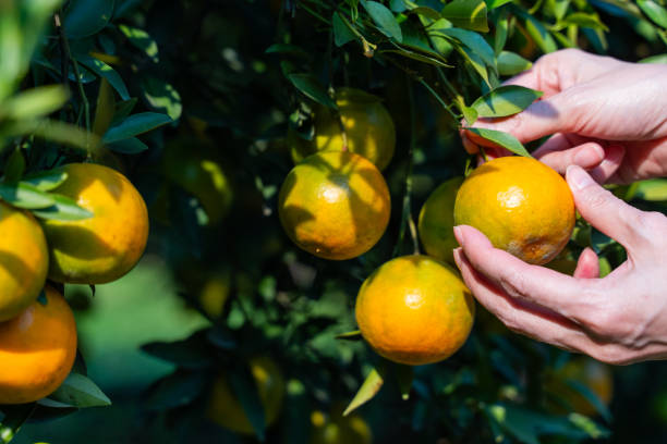 istock Pick fresh oranges from the orange farm 1973006177