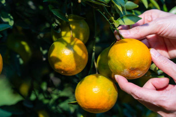 istock Pick fresh oranges from the orange farm 1973006186