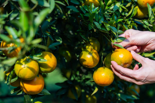 istock Pick fresh oranges from the orange farm 1973006200